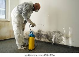 Why You Should Choose Our Mold Remediation Services in Manchester, IA